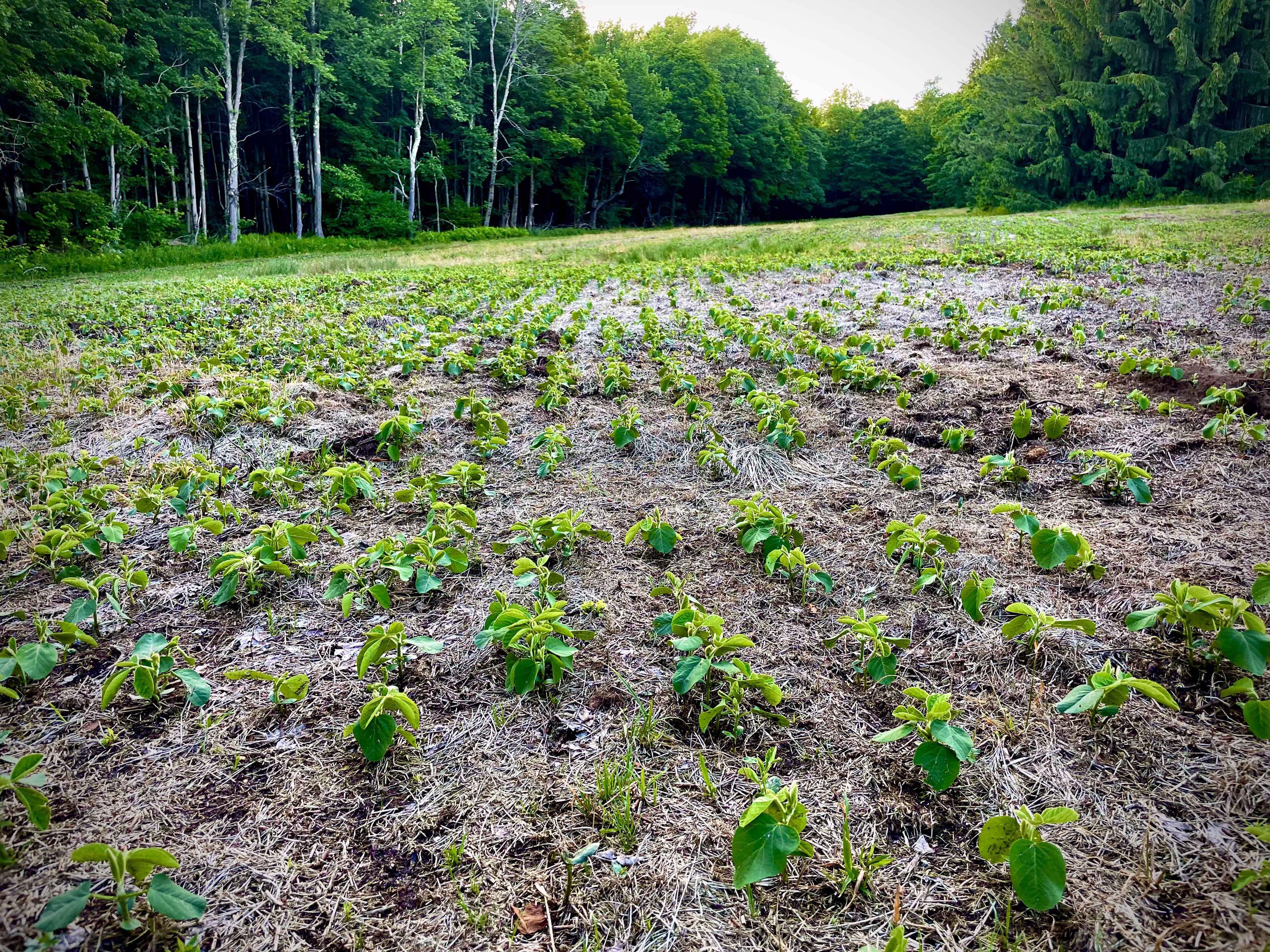 Food Plots